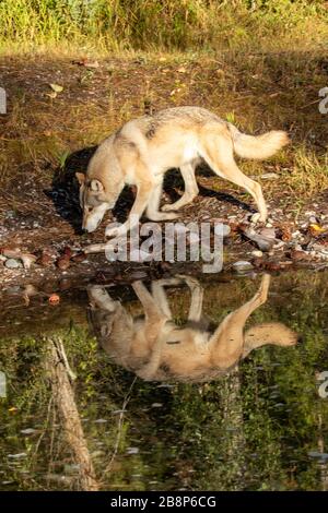 Holzwolf entlang eines Wasserhalters bei Triple D in Montana Stockfoto
