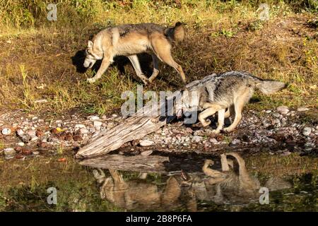 Holzwolf und Pup laufen und spielen bei Triple D in Montana Stockfoto