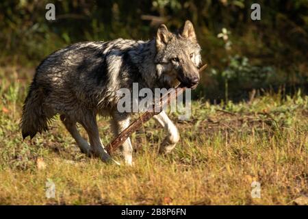 Junger Holzwolf, der bei Triple D in Montana läuft Stockfoto