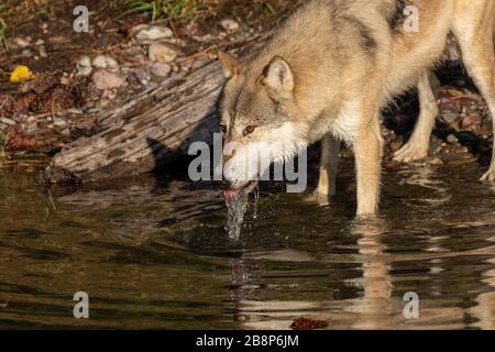 Holzwolf im Wasser bei Triple D in Montana Stockfoto