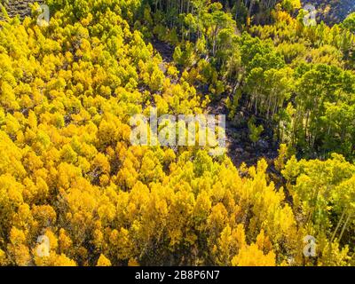 Die Herbst-Espen ändern die Farben in den Sierra Nevada Mountains in Kalifornien Stockfoto