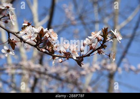 Dünner Zweig der Kirsche blüht. Weiße Knospen und Blumen Stockfoto