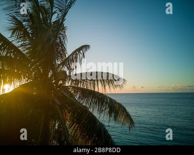 Kokospalme auf curacao mit Sonnenuntergang und Meerparadies Stockfoto