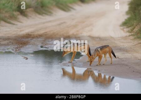 Schwarze Schakale (Canis mesomelas), auf einer schmutzigen Straße, bereit, Regenwasser aus einer Pfütze zu trinken, Ende des Tages, Kgalagadi Transfrontier Park, Südafrika Stockfoto