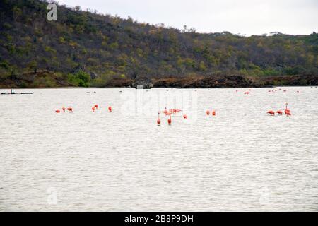 Rosafarbene Flamingos im Wasser der Curacao-Tierwelt Stockfoto