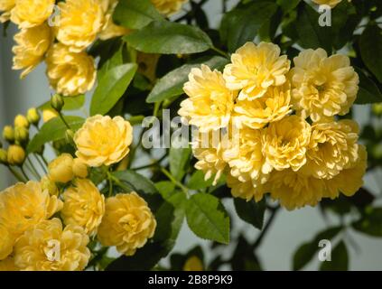Bush von Yellow Banksia Rose Nahaufnahme Stockfoto