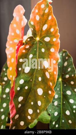 Blätter von Begonia Maculata Tamaya - Nahaufnahme. Musterpunkte Stockfoto