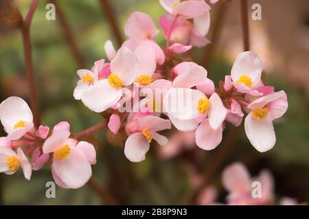 Pink Angel Wing Begonia Blume Nahaufnahme Stockfoto