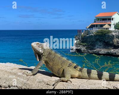 Iguana auf Curacao mit Meer in der Natur Stockfoto