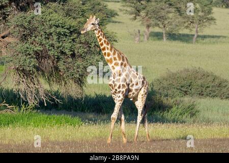 Südafrikanische Giraffe (Giraffa camelopardalis giraffa), Erwachsene Männer, die im Gras laufen, Kgalagadi Transfrontier Park, Nordkaper, Südafrika Stockfoto