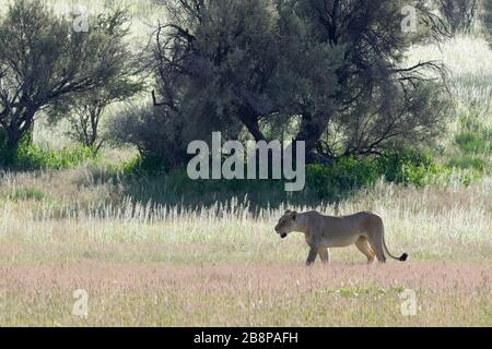 Löwin (Panthera Leo), erwachsenes Weibchen, Wandern in den Rasen, Kgalagadi Transfrontier Park, Northern Cape, Südafrika, Afrika Stockfoto