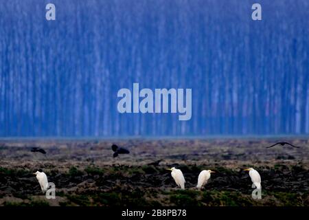 Landschaft der Tiefebene von Bassa Padana - Vögel in der Nähe kultiviertes Aufstiegsfeld bei Dämmerung an einem Wintertag Stockfoto