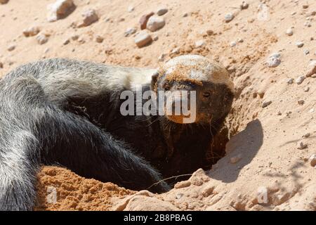 Honigbadger (Mellivora Capensis), vor dem Eingang zum Grat, mit Sand bedeckt, Kgalagadi Transfrontier Park, Nordkaper, Südafrika Stockfoto