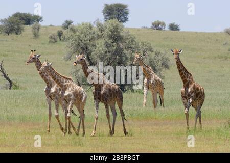 Südafrikanische Giraffen (Giraffa camelopardalis giraffa), Herde mit jungen Spaziergängen im Gras, Kgalagadi Transfrontier Park, Nordkaper, Südafrika Stockfoto