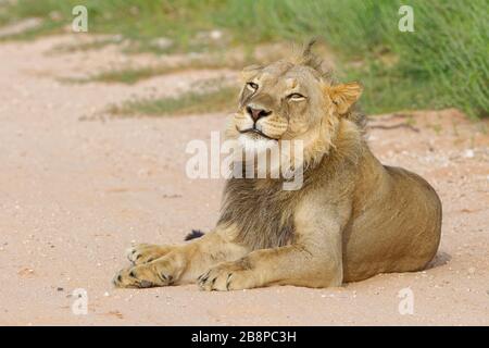 Schwarzer Mandellöwe (Panthera leo Vernayi), erwachsenes Männchen, das auf der Seite einer Feldstraße liegt, Kgalagadi Transfrontier Park, Nordkaper, Südafrika Stockfoto