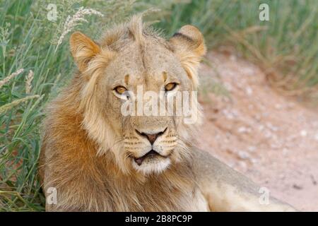 Schwarzer Mandellöwe (Panthera leo Vernayi), erwachsenes Männchen, das auf der Seite einer Feldstraße liegt, Kgalagadi Transfrontier Park, Nordkaper, Südafrika Stockfoto