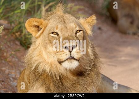 Schwarzer Mandellöwe (Panthera leo Vernayi), erwachsenes Männchen, am Straßenrand liegend, Kgalagadi Transfrontier Park, Nordkaper, Südafrika, Afrika Stockfoto