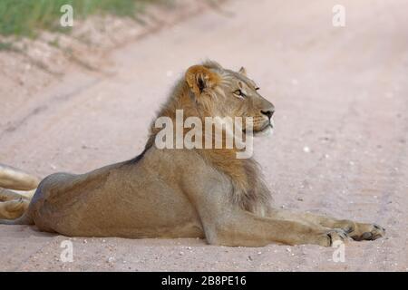 Schwarzer Mandellöwe (Panthera leo Vernayi), erwachsenes Männchen, das auf der Seite einer Feldstraße liegt, Kgalagadi Transfrontier Park, Nordkaper, Südafrika Stockfoto