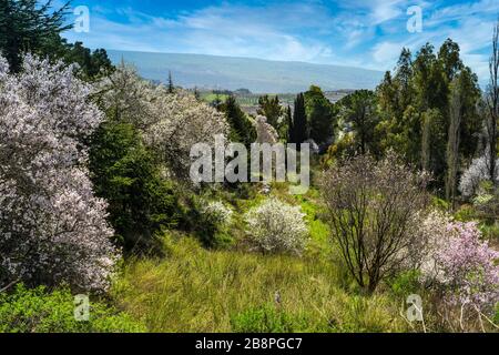 Blühende Obstbäume in den nördlichen Golanhöhen, Israel, Naher Osten. Stockfoto