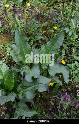 Große grüne Kohlblätter und Blätter mit Löwenblüten Stockfoto