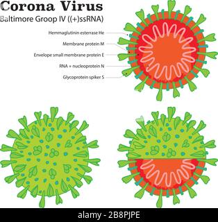 Diagramm der Partikelstruktur Coronavirus 2019-NC0V. Pandemic COVID-19-Mikrobe mit Ausbruch. Das Virus greift die Atemwege an, Infektionen medizinisches Gesundheitsrisiko. Flacher, einfacher Cartoon-Stil Stock Vektor