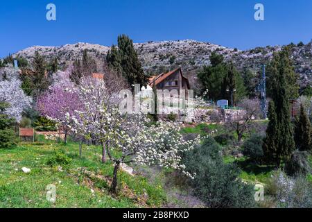 Blühende Obstbäume in den nördlichen Golanhöhen, Israel, Naher Osten. Stockfoto