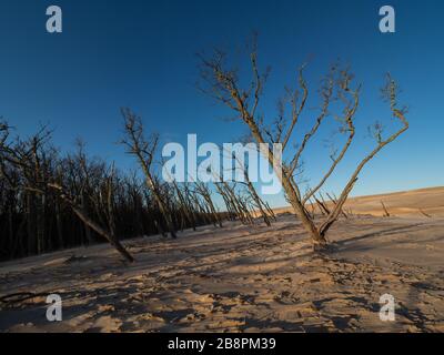 Tote Bäume kippten durch den Wind und wurden von einer sich bewegenden Dünen mit Sand bedeckt. Debki, Ostsee, Polen. Stockfoto