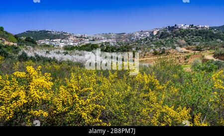 Blühende Obstbäume in den nördlichen Golanhöhen, Israel, Naher Osten. Stockfoto