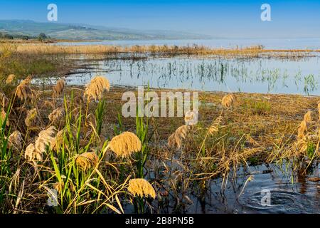 Die Küstenlinie des Sees Genezareth bei Nof Ginnosar Kibbutz, Galiläa, Israel, Naher Osten. Stockfoto