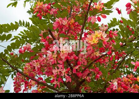 Spektakuläre Masse an tiefrosa Blumen des seltenen Regenbogen-Duschbaums, Cassia Fistula x javanica, gegen tiefgrünes Laub Stockfoto