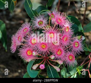 Cluster aus wunderschönen tiefrosa / roten Blumen von Corymbia / Eucalyptus ficifolia, australischer blühender Gummibaum, auf dem Hintergrund dunkelgrüner Blätter Stockfoto