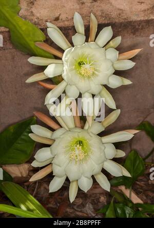 Große und atemberaubende weiße Blumen von Weihnachtskaktus, Epiphyllum Cultivar, auf einem Hintergrund aus hellbraunem Stein Stockfoto