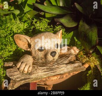 Gartenschmuck von Hund mit Pfoten auf verwittertem Holzkäfig und ansprechendem Gesicht und großen Augen, die aus smaragdfarbenem Blattwerk von Farnen heraufbrechen Stockfoto