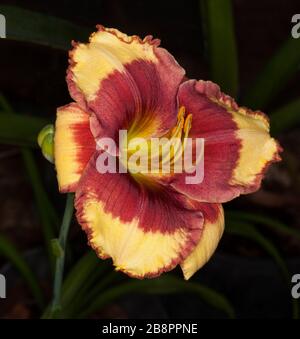 Betäubend rote und gelbe Blume der Daylilie, Hemerocallis "kandige Farben", auf dem Hintergrund dunkelgrüner Blätter Stockfoto