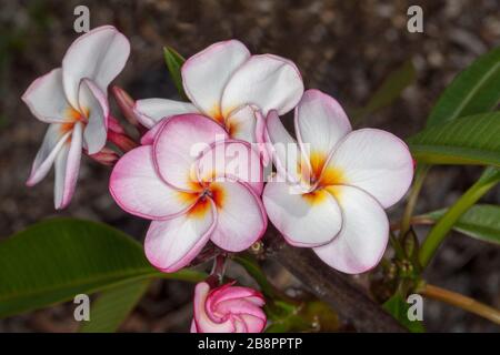 Ein Haufen schöner blassrosa und weiß parfümierter Blumen von Plumeria rubra 'Tornado', frangipani Blumen auf dunklem Hintergrund Stockfoto