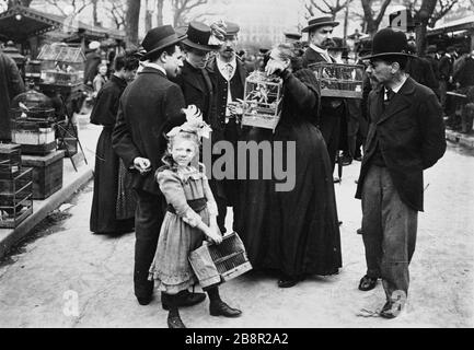 Vogelmarkt, das Dock Marché aux oiseaux, quai aux fleurs. Paris (IVème arr.). Photographie de Paul Géniaux (1873-1914). Paris, musée Carnavalet. Stockfoto