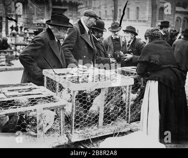 Vogelmarkt, das Dock Marché aux oiseaux, quai aux fleurs. Paris (IVème arr.). Photographie de Paul Géniaux (1873-1914). Paris, musée Carnavalet. Stockfoto