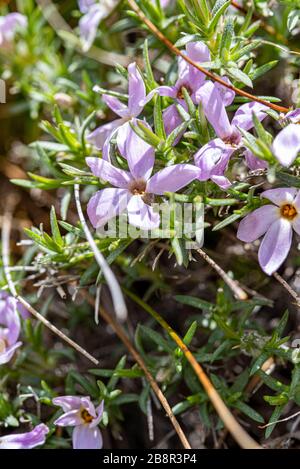 Phlox diffusa, auch bekannt als Spreizender phlox, ist im Westen der Vereinigten Staaten auf einer Höhe von reichlich vorhanden, fotografiert im Sequoia National Park. Stockfoto