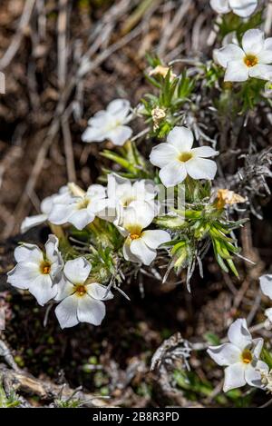 Phlox diffusa, auch bekannt als Spreizender phlox, ist im Westen der Vereinigten Staaten auf einer Höhe von reichlich vorhanden, fotografiert im Sequoia National Park. Stockfoto