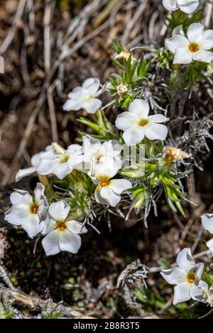 Phlox diffusa, auch bekannt als Spreizender phlox, ist im Westen der Vereinigten Staaten auf einer Höhe von reichlich vorhanden, fotografiert im Sequoia National Park. Stockfoto