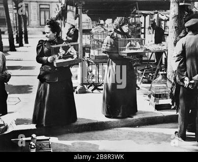 Vogelmarkt, das Dock Marché aux oiseaux, quai aux fleurs. Paris (IVème arr.). Photographie de Paul Géniaux (1873-1914). Paris, musée Carnavalet. Stockfoto