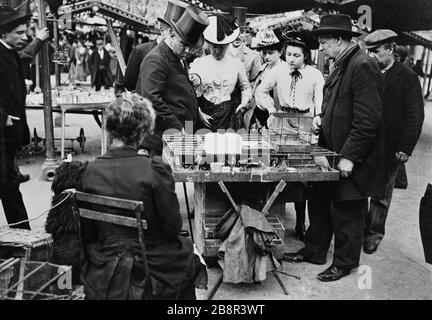 Vogelmarkt, das Dock Marché aux oiseaux, quai aux fleurs. Paris (IVème arr.). Photographie de Paul Géniaux (1873-1914). Paris, musée Carnavalet. Stockfoto