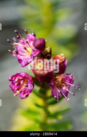 Kalmia microphylla, alias Alpine Lorbeer, wächst auf einer Höhe im Westen der Vereinigten Staaten, fotografiert im Sequoia National Park. Stockfoto