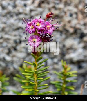 Kalmia microphylla, alias Alpine Lorbeer, wächst auf einer Höhe im Westen der Vereinigten Staaten, fotografiert im Sequoia National Park. Stockfoto