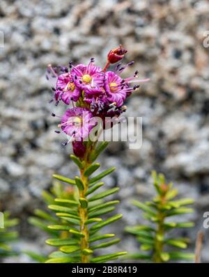 Kalmia microphylla, alias Alpine Lorbeer, wächst auf einer Höhe im Westen der Vereinigten Staaten, fotografiert im Sequoia National Park. Stockfoto