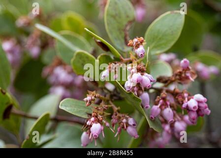 Die whiteleaf Manzanita ist ein Baum-ähnlicher Strauch, der auf Höhe wächst, fotografiert im Sequoia National Park. Stockfoto