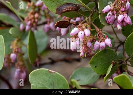 Die whiteleaf Manzanita ist ein Baum-ähnlicher Strauch, der auf Höhe wächst, fotografiert im Sequoia National Park. Stockfoto