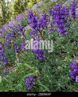 Bush Lupine wächst auf der Seite eines Berges im Sequoia National Park. Stockfoto