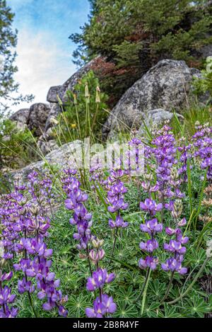 Bush Lupine wächst auf der Seite eines Berges im Sequoia National Park. Stockfoto