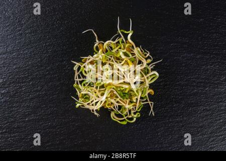 Radie-Sprossen-Haufen isoliert auf schwarzem Schieferplatten Hintergrund. Ernährung. Bio. Natürliche Lebensmittelzutat. Stockfoto